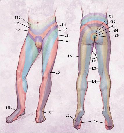 lower limb dermatomes