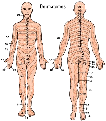 Whole dermatomes